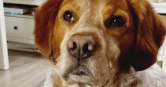 cyrielle pet sitter à SURESNES 92150_3