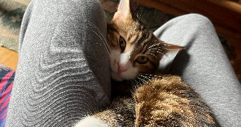 hadrien pet sitter à LE RAINCY 93340_1