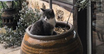 nathalie pet sitter à CHEVREUSE 78460_1