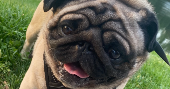 marie pet sitter à CARRIERES SUR SEINE 78420_8