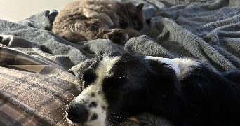 séléna pet sitter à PERPIGNAN 66000_2