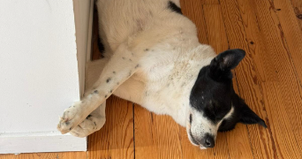 mélina pet sitter à PAMPELONNE 81190_3