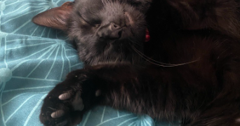 cyndia pet sitter à RENNES 35000_6