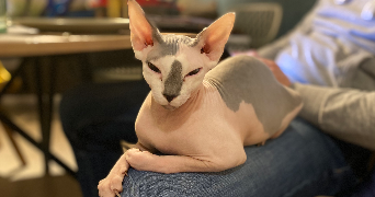 hélène pet sitter à MANAGE 7170_1