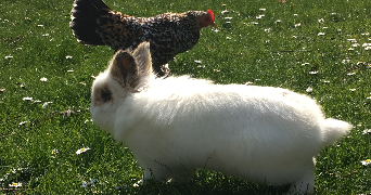 lou-anne pet sitter à LILLE 59800_2