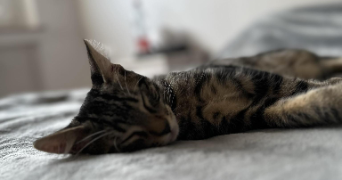 maxime pet sitter à THIONVILLE 57100_2