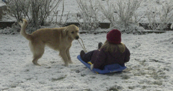 manon pet sitter à THIONVILLE 57100_1