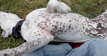 laure pet sitter à BORAN SUR OISE 60820_1