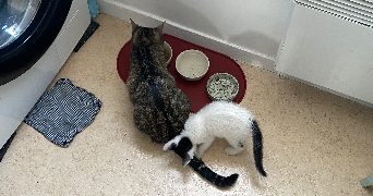 ilona pet sitter à PARIS 13 75013_3