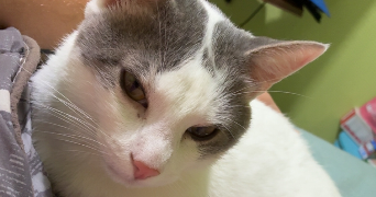 maël pet sitter à PLASSAC 17240_1