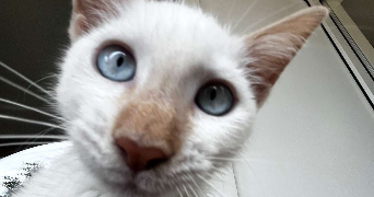 laly pet sitter à TOULOUSE 31000_2