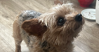 elodie pet sitter à EZANVILLE 95460_3