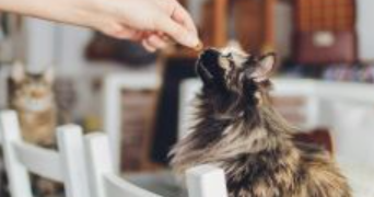 sophie pet sitter à CESSON SEVIGNE 35510_2