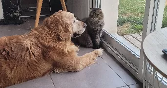 bernard dog sitter à LIEURAC 09300