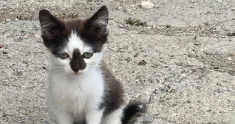 clément pet sitter à CHAMPIGNY SUR MARNE 94500
