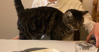 ameline pet sitter à Angers 49100_5