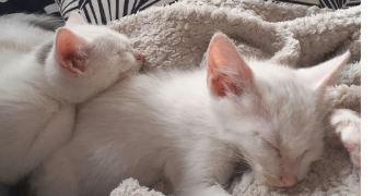 celine pet sitter à VILLERS SUR MER 14640_2
