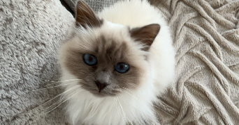 lucile pet sitter à LA FOUILLOUSE 42480_2