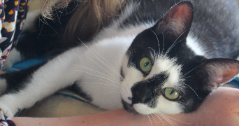 emeline pet sitter à ST ROMAIN LE PUY 42610_1
