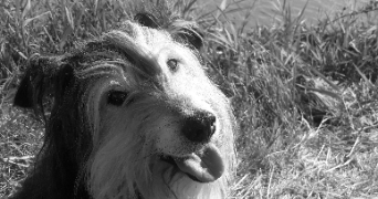 candice pet sitter à ST AUBIN DES ORMEAUX 85130_3