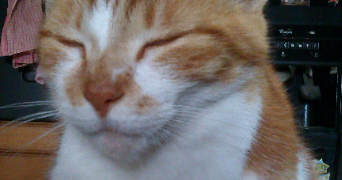 andréa pet sitter à SAUMUR 49400_1