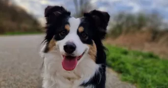 amandine pet sitter à FECAMP 76400