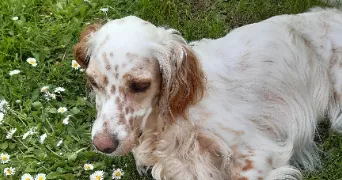 marianne pet sitter à CLAYE SOUILLY 77410