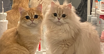 yifan pet sitter à LE PERREUX SUR MARNE 94170_3