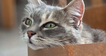léa pet sitter à POITIERS 86000_5