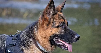 sarah pet sitter à CONFLANS STE HONORINE 78700