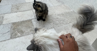 alexia pet sitter à TOULOUSE 31500_3