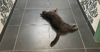 samantha pet sitter à MONTPELLIER 34070_7