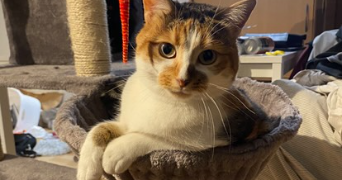 estelle pet sitter à LOOS 59120_4