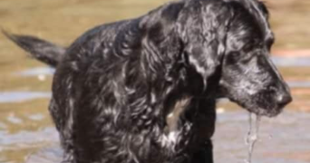 angela pet sitter à STRASBOURG 67200_1