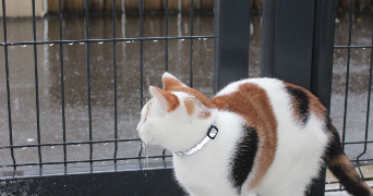 theo pet sitter à BERCK 62600_2