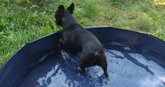 jean françois pet sitter à AMIENS 80000_1