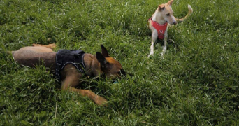 mélanie pet sitter à L HAY LES ROSES 94240_3