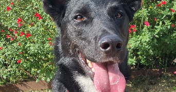 marion pet sitter à LYON 07 69007_2