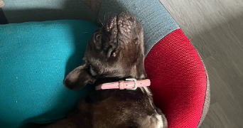 lucie pet sitter à LILLE 59000_4