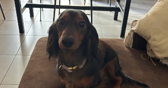 marine pet sitter à BORDEAUX 33300_2