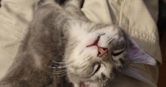 maëlys pet sitter à PLOEMEUR 56270_2