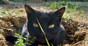 clara pet sitter à BEZIERS 34500_1