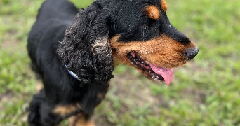 alexandre pet sitter à SARAN 45770_3