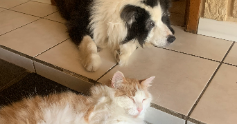 sofia pet sitter à AMIENS 80000_1