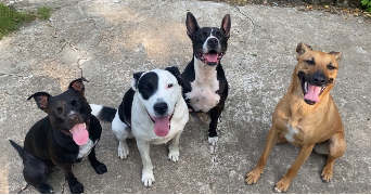 elodie pet sitter à BONNEVAL 28800_1