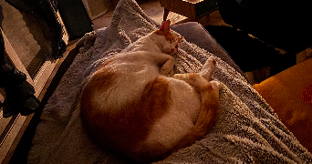 sarah pet sitter à LANESTER 56600_1