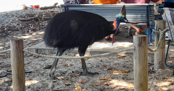 frenchy dog sitter à STRASBOURG 67000_2