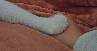 tamara pet sitter à UCCLE 1180_2