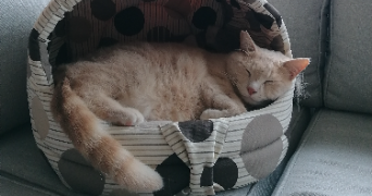 célia pet sitter à CALAIS 62100_8