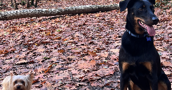 orlane pet sitter à BEGLES 33130_4